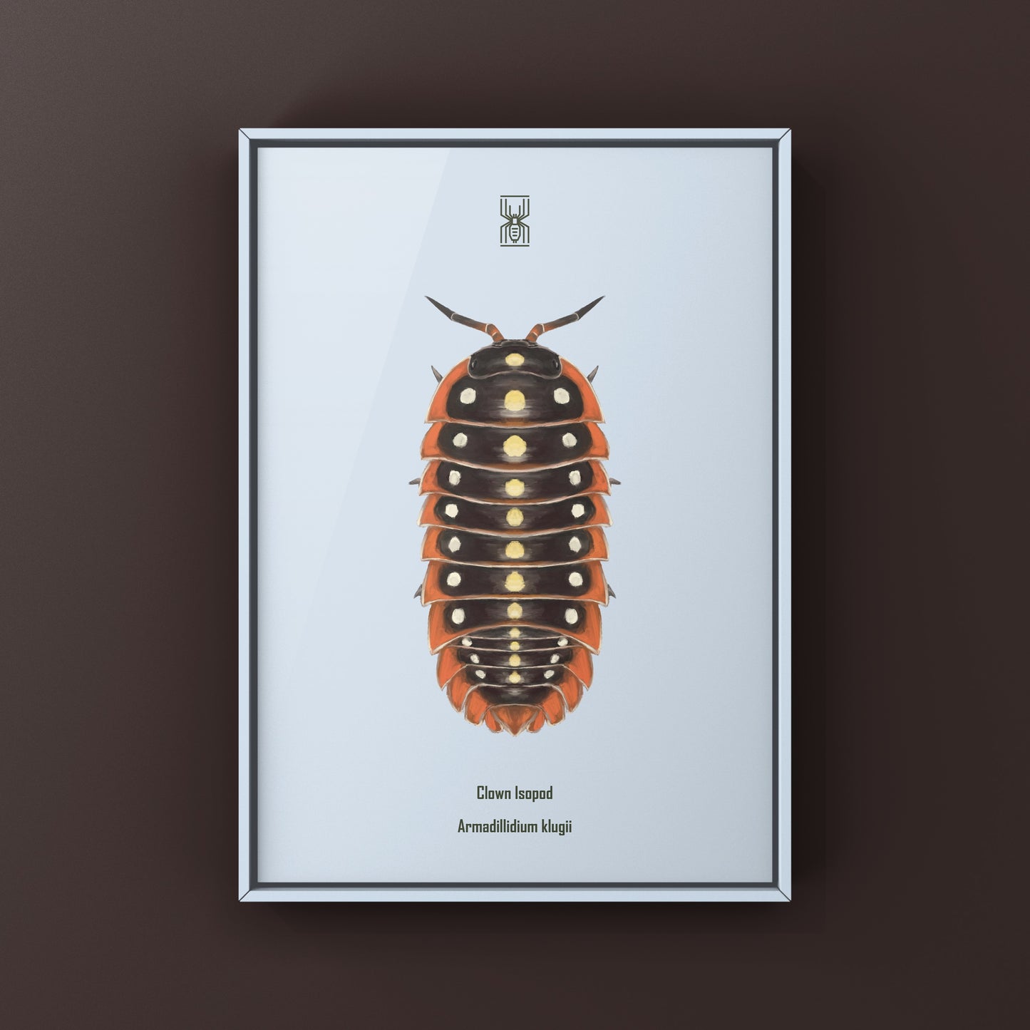 Clown Isopod, Cubaris sp. Armadillidium Klugii, Photographic Art Print