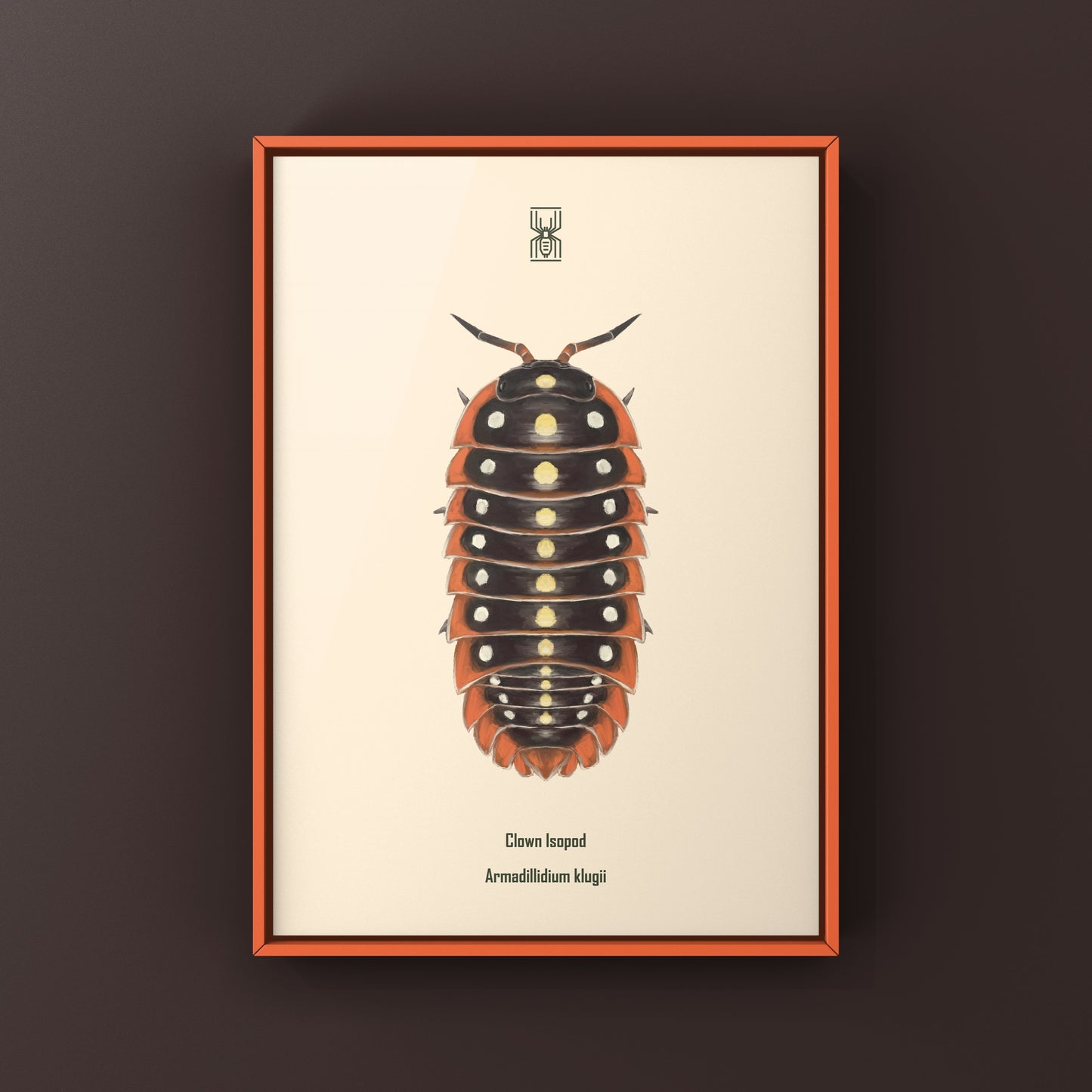 Clown Isopod, Cubaris sp. Armadillidium Klugii, Photographic Art Print