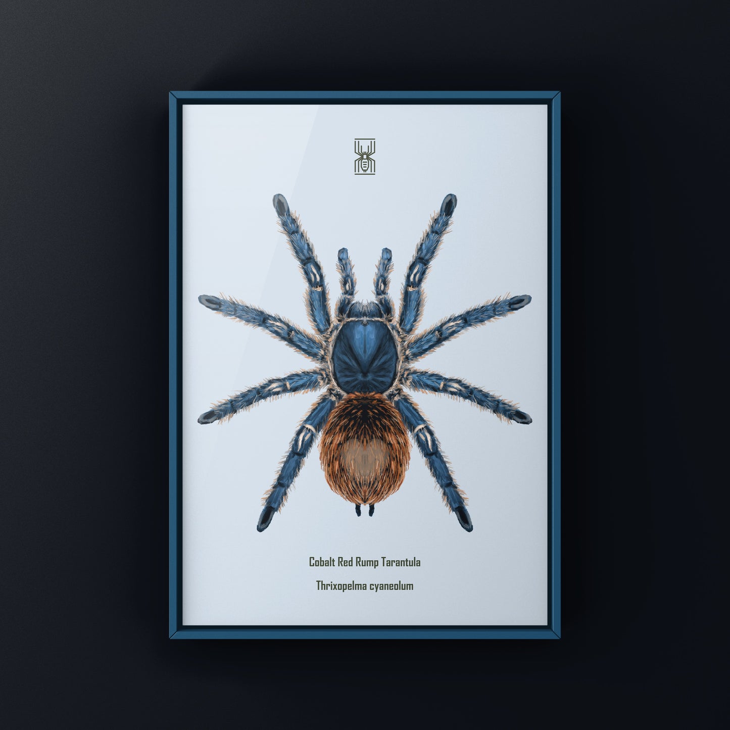 Cobalt Red Tarantula, Thrixopelma Cyaneolum, Photographic Art Print