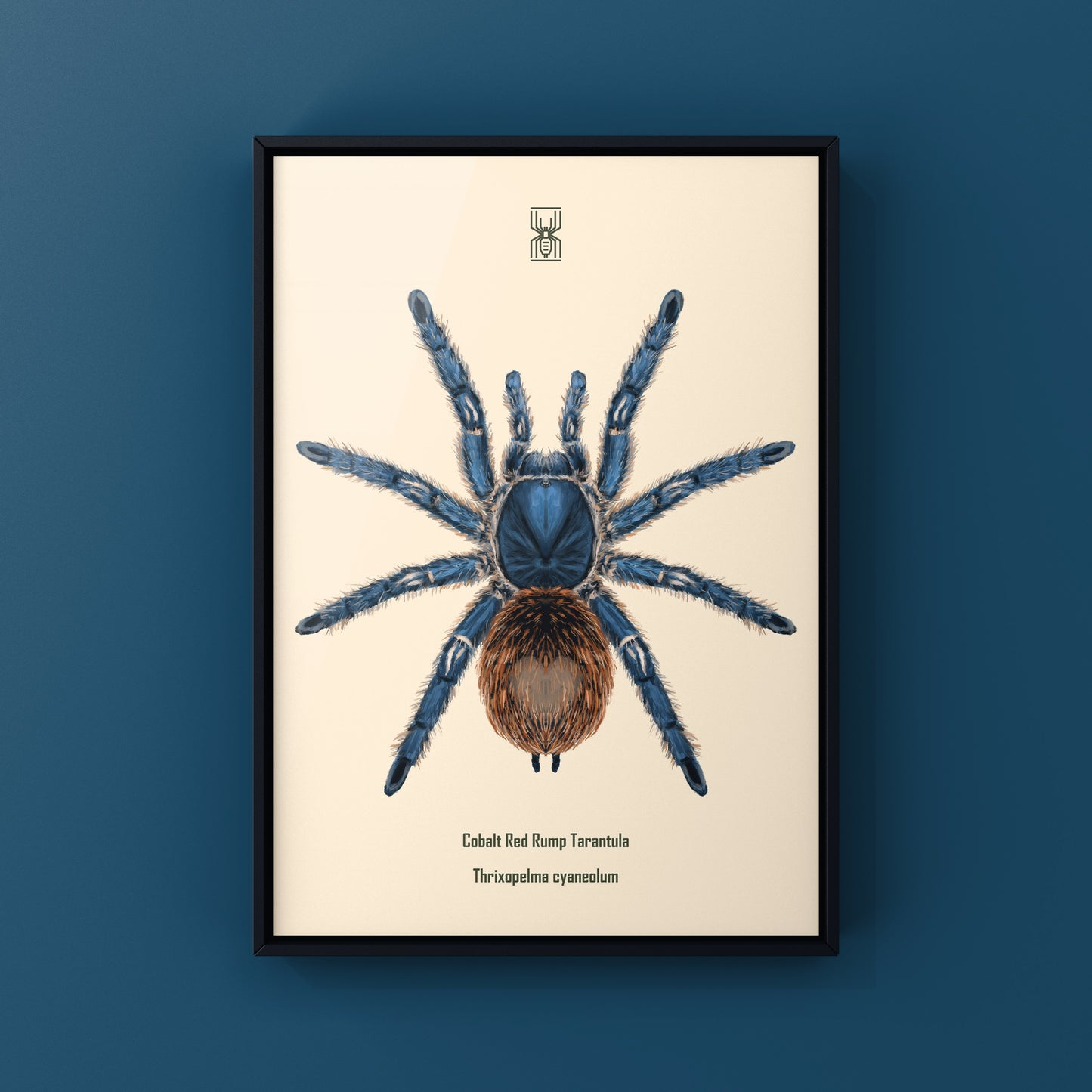 Cobalt Red Tarantula, Thrixopelma Cyaneolum, Photographic Art Print