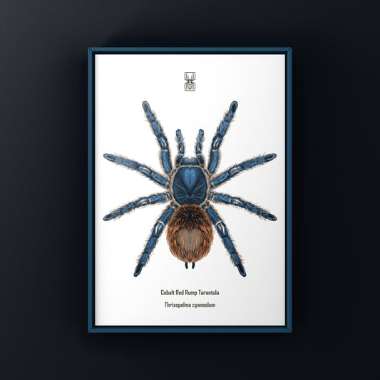 Cobalt Red Tarantula, Thrixopelma Cyaneolum, Photographic Art Print