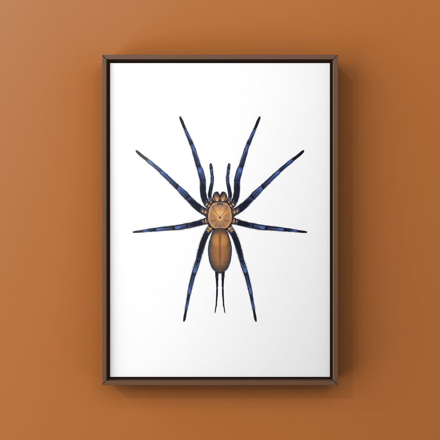 Colombian Curtain Web Spider, Linothele Sericata, Photographic Art Print