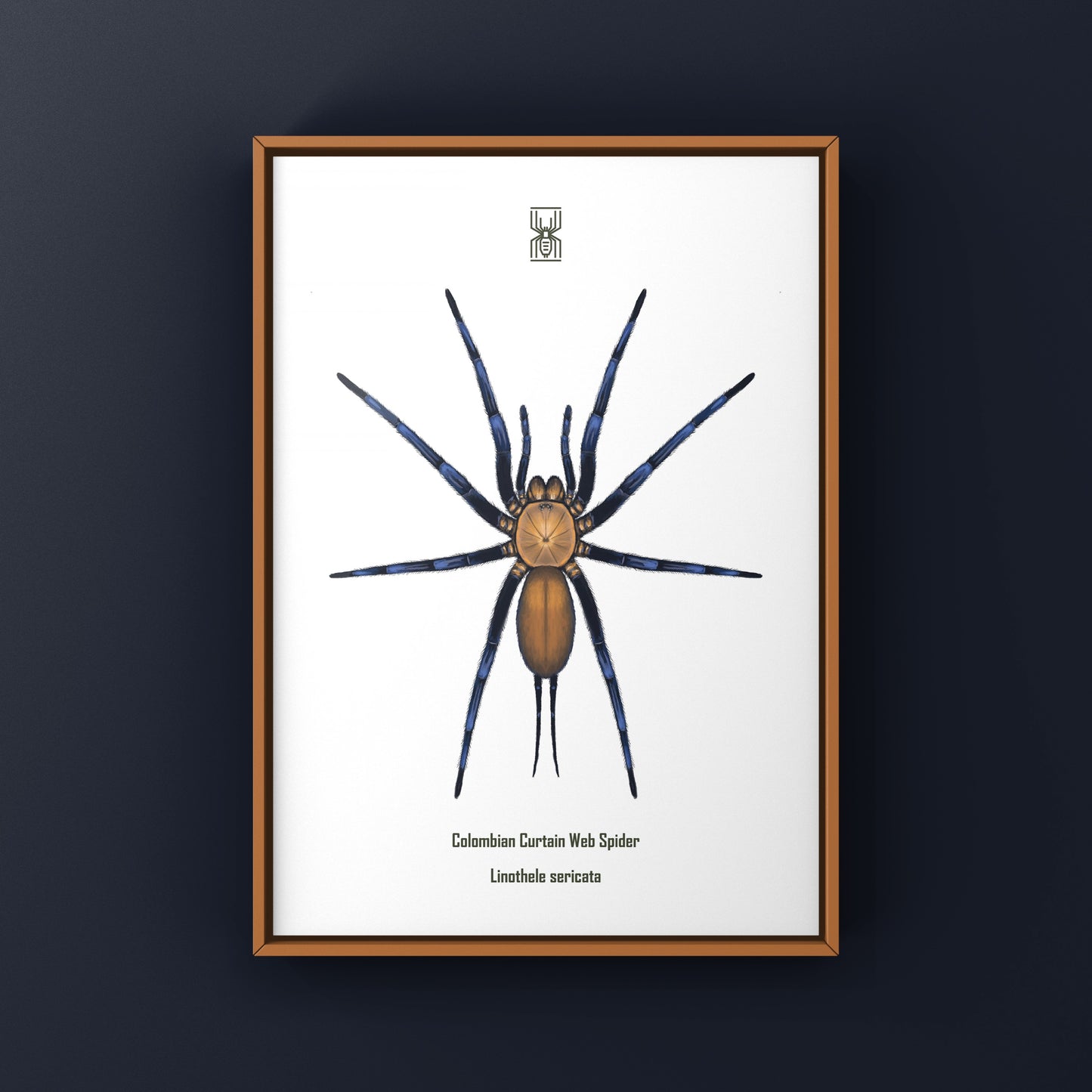 Colombian Curtain Web Spider, Linothele Sericata, Photographic Art Print