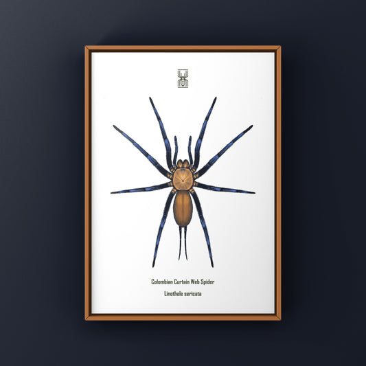 Colombian Curtain Web Spider, Linothele Sericata, Photographic Art Print