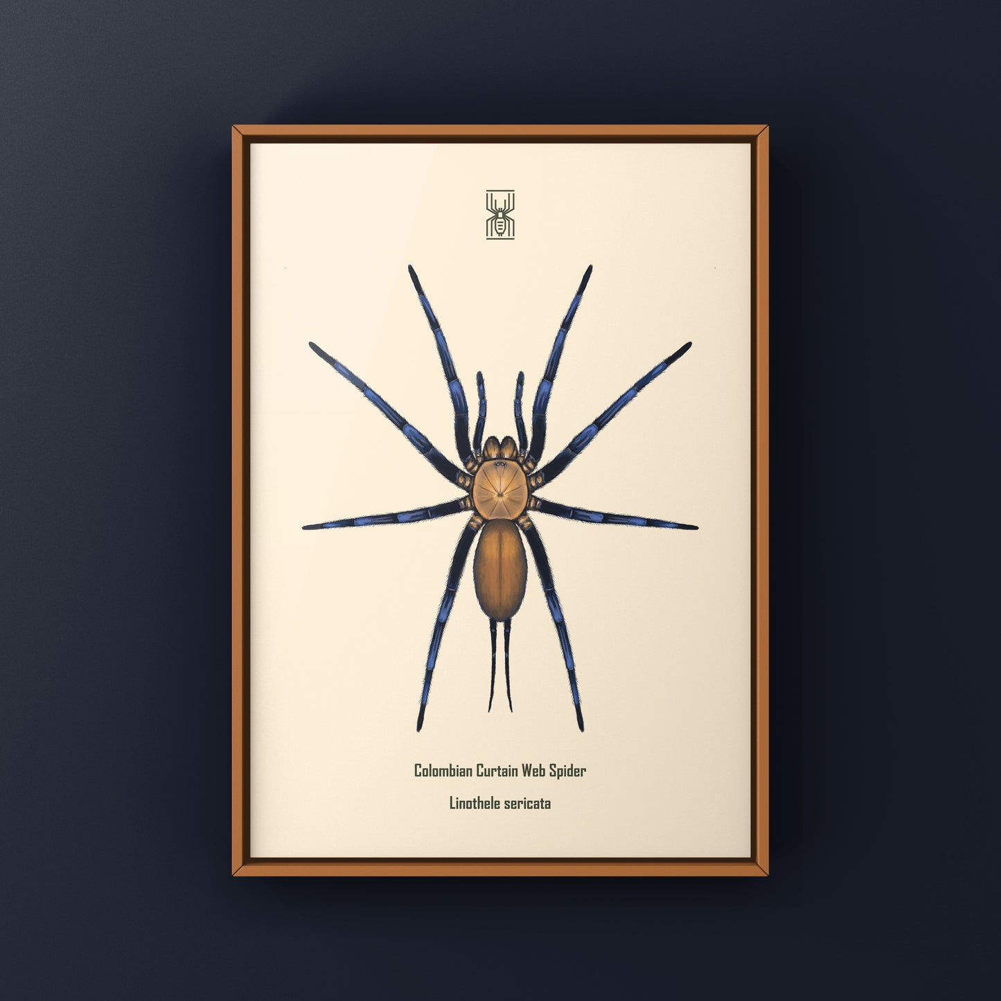 Colombian Curtain Web Spider, Linothele Sericata, Photographic Art Print
