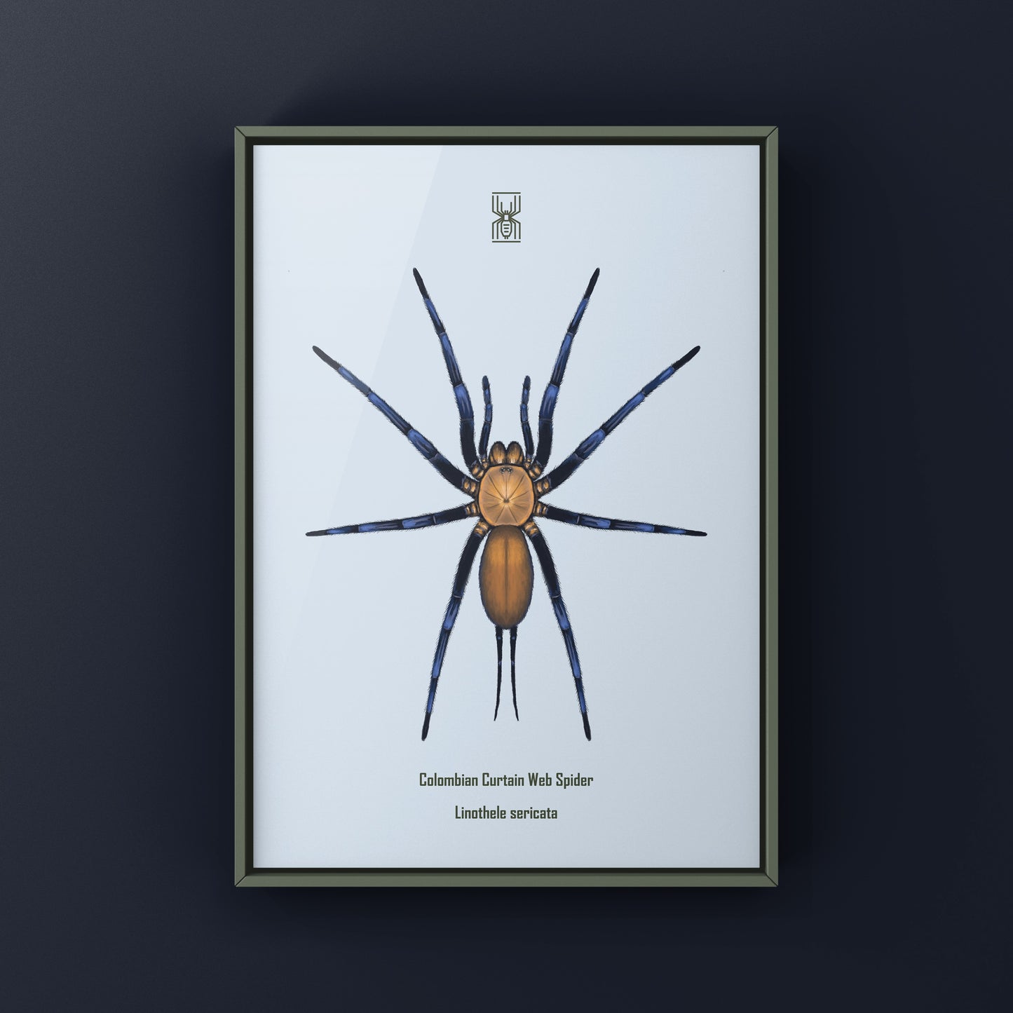 Colombian Curtain Web Spider, Linothele Sericata, Photographic Art Print