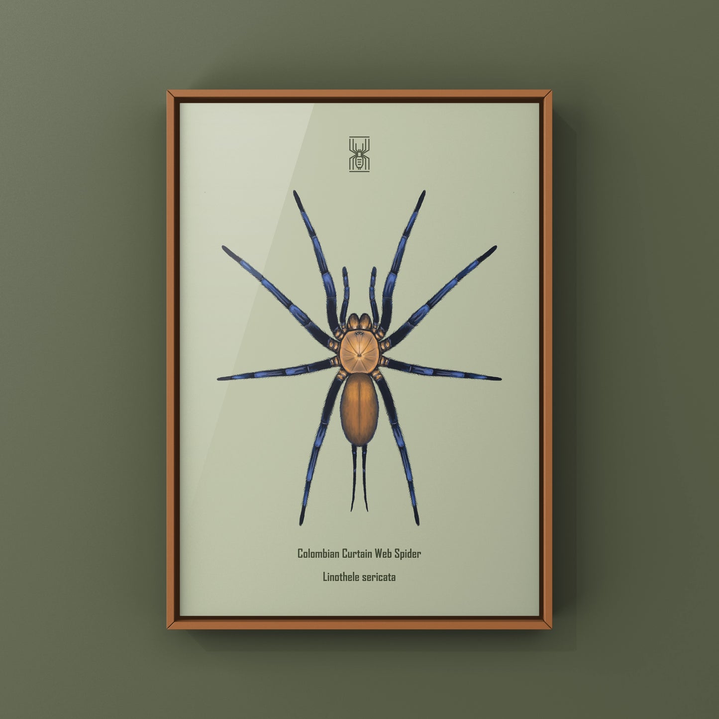 Colombian Curtain Web Spider, Linothele Sericata, Photographic Art Print