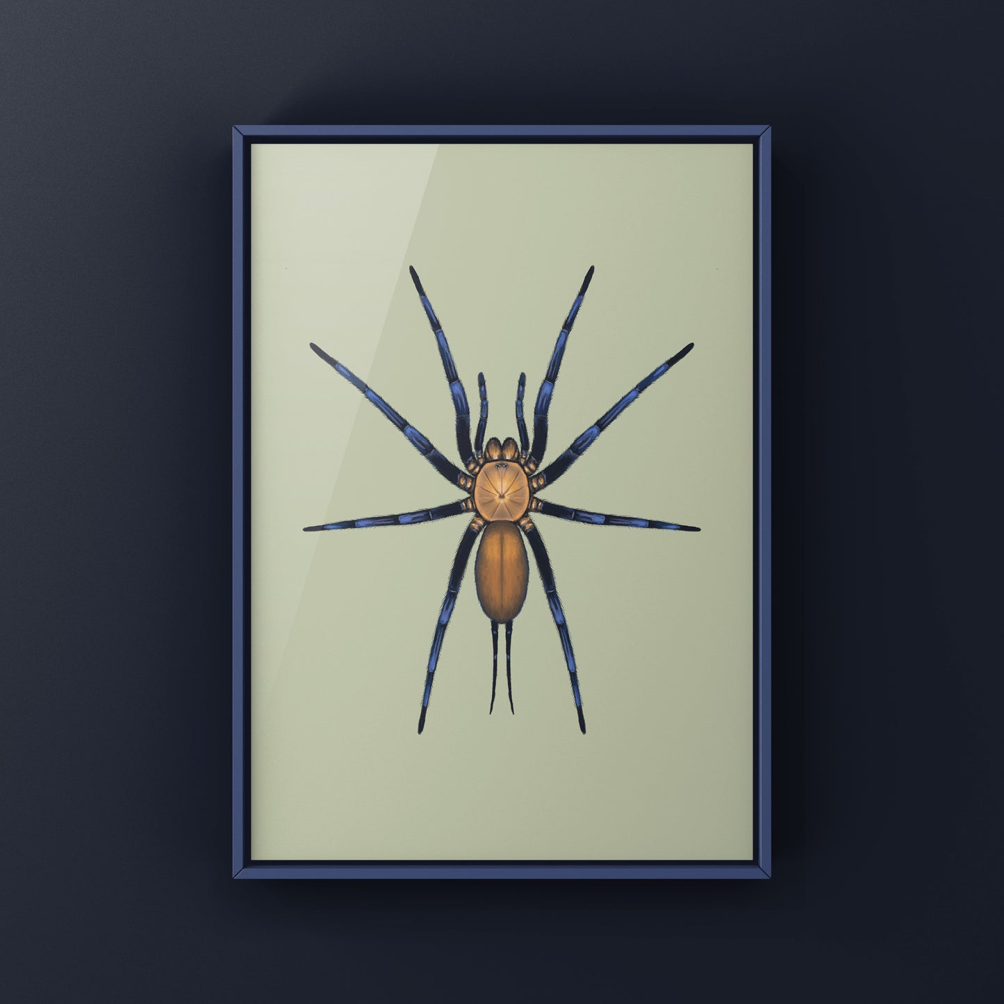 Colombian Curtain Web Spider, Linothele Sericata, Photographic Art Print