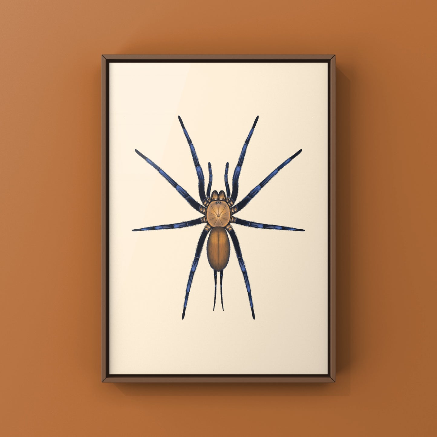 Colombian Curtain Web Spider, Linothele Sericata, Photographic Art Print