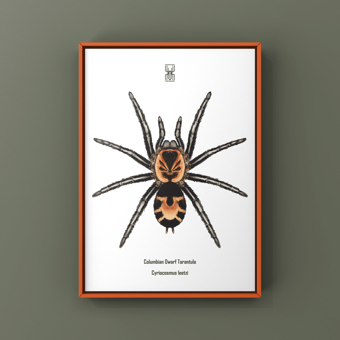 Columbian Dwarf Tarantula, Cyriocosmus Leetzi, Photographic Art Print