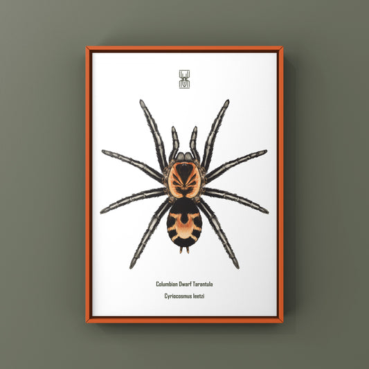 Columbian Dwarf Tarantula, Cyriocosmus Leetzi, Photographic Art Print