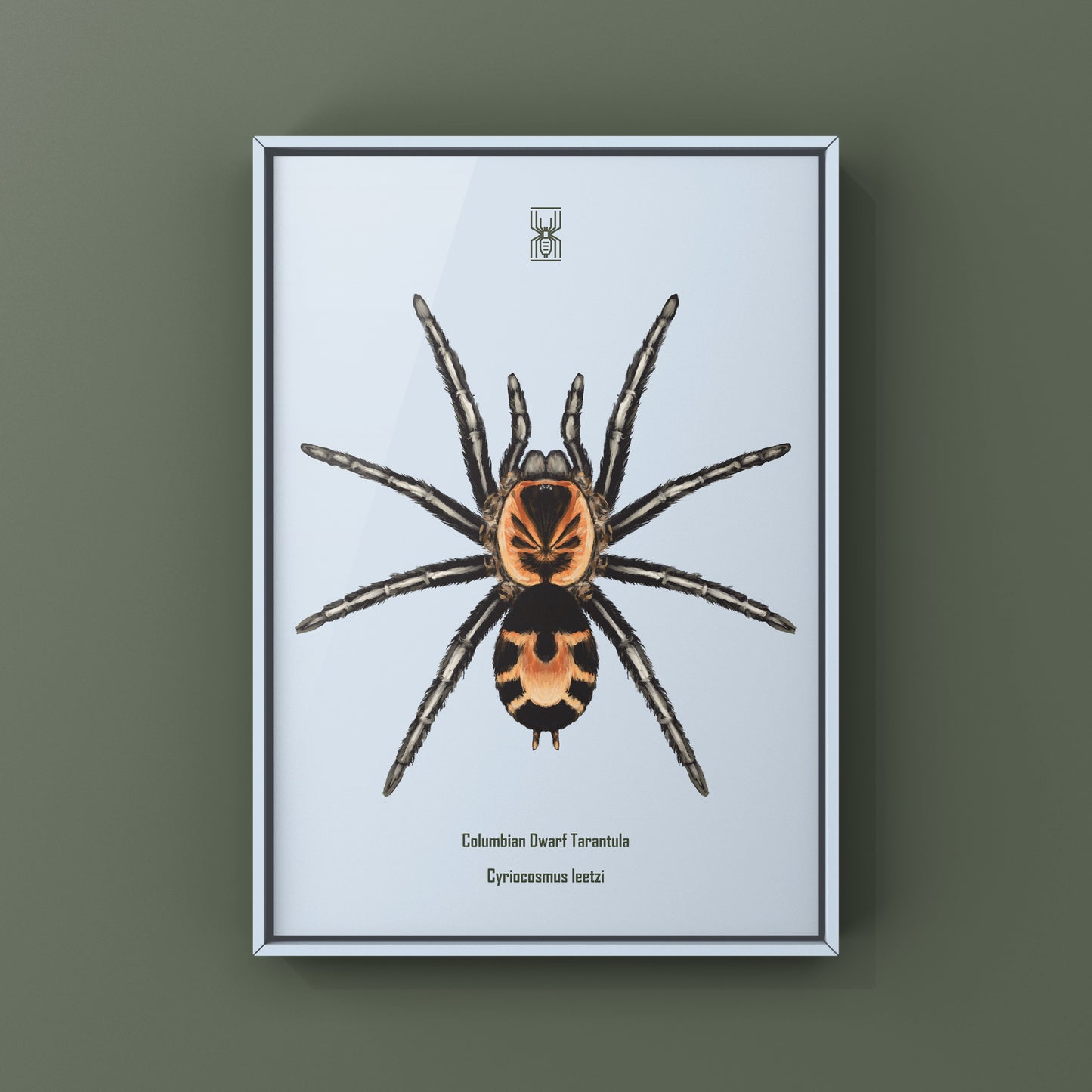 Columbian Dwarf Tarantula, Cyriocosmus Leetzi, Photographic Art Print