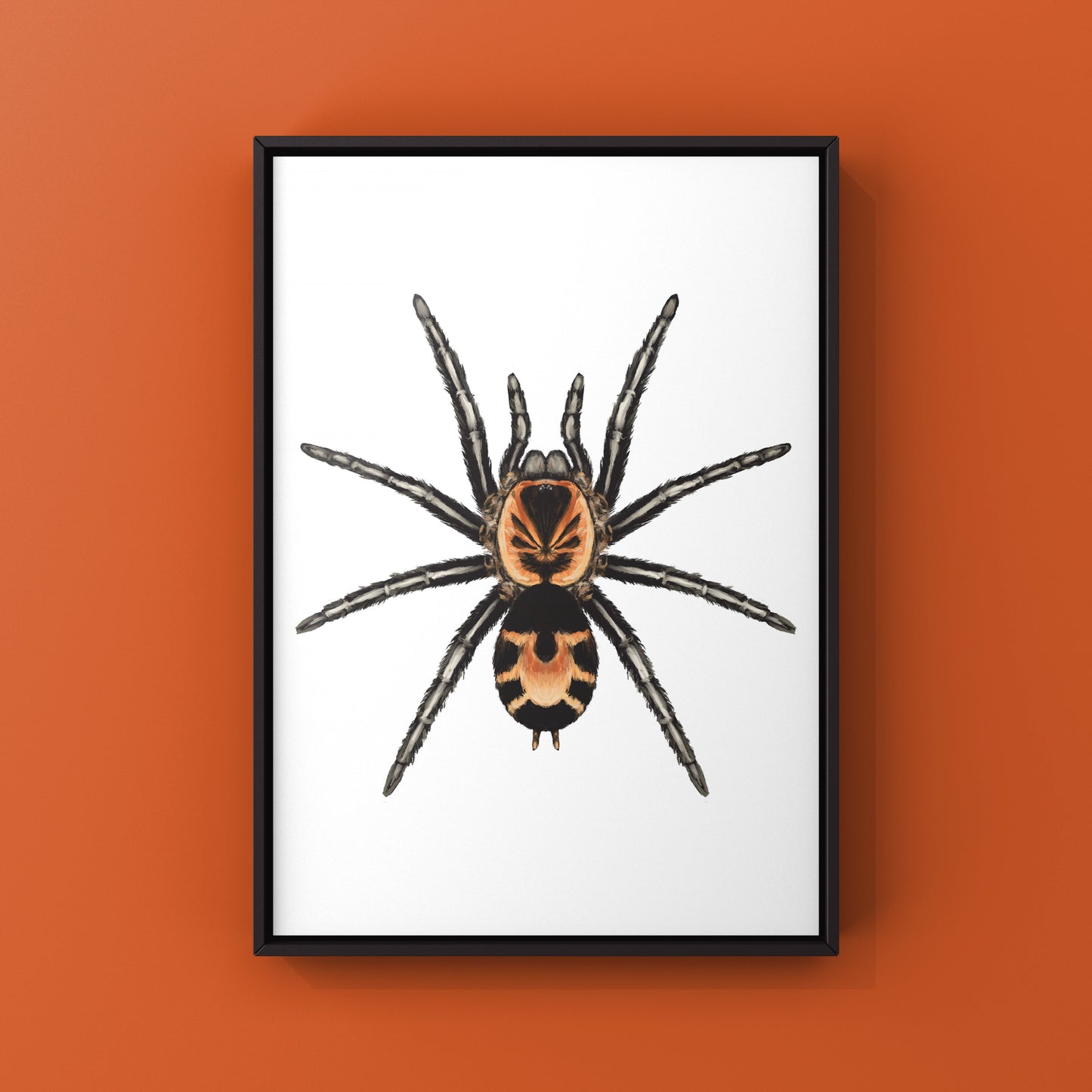 Columbian Dwarf Tarantula, Cyriocosmus Leetzi, Photographic Art Print