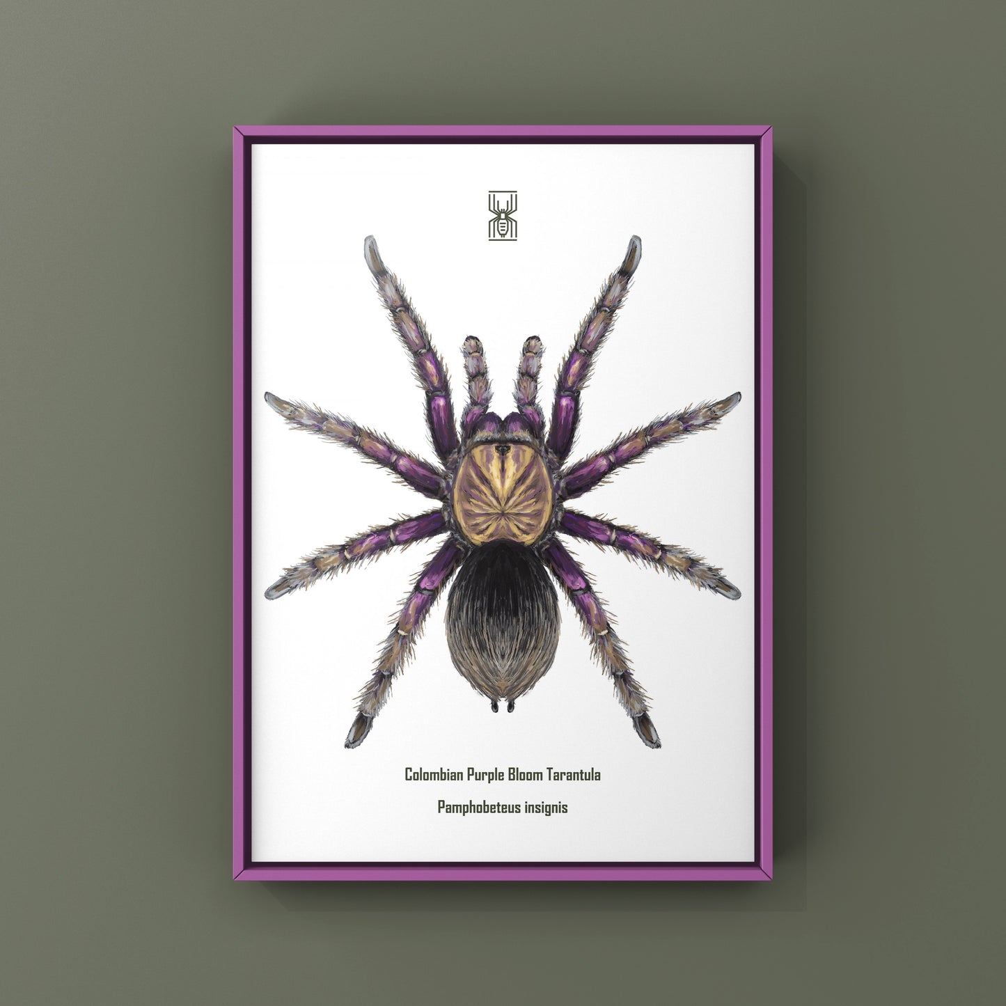 Colombian Purple Bloom Tarantula, Pamphobeteus Insignis, Photographic Art Print