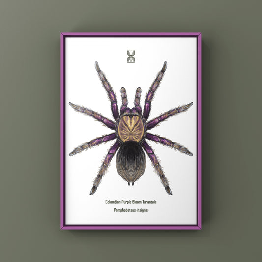 Colombian Purple Bloom Tarantula, Pamphobeteus Insignis, Photographic Art Print