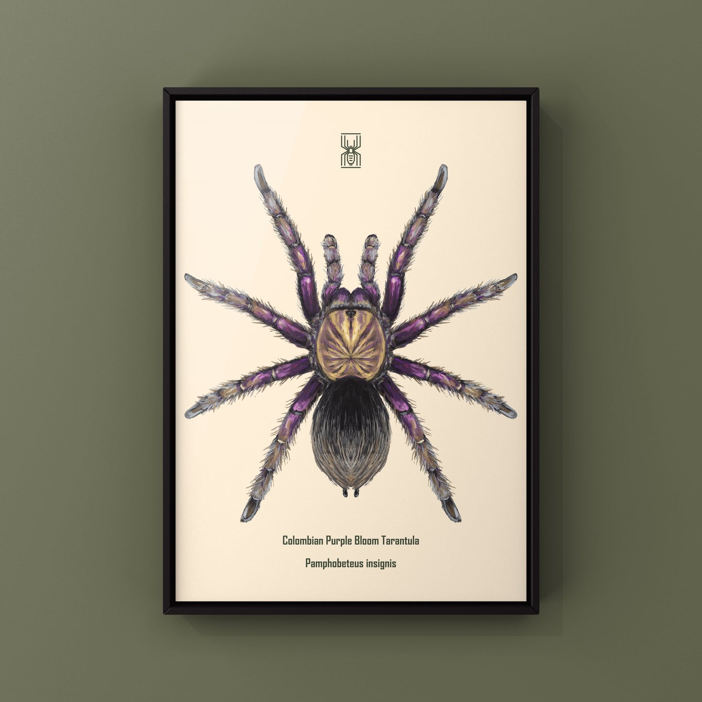 Colombian Purple Bloom Tarantula, Pamphobeteus Insignis, Photographic Art Print