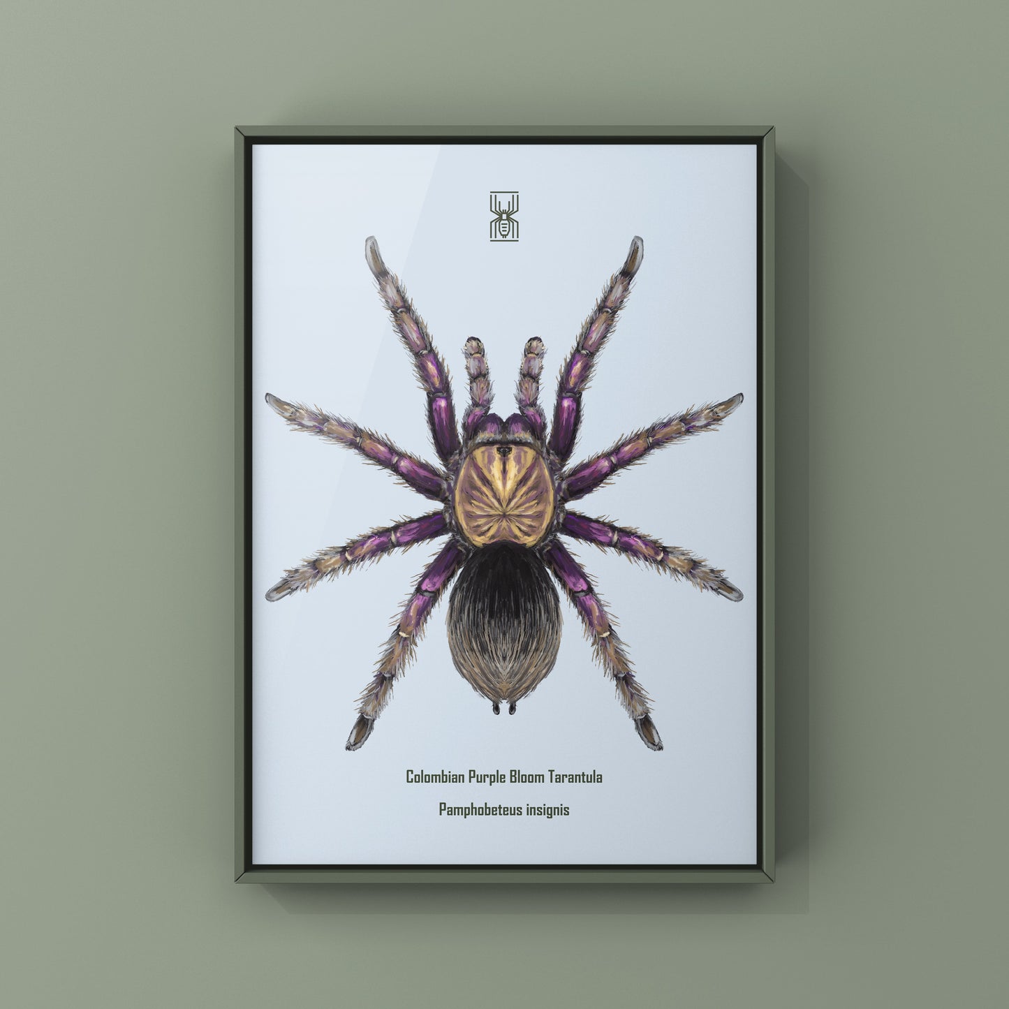 Colombian Purple Bloom Tarantula, Pamphobeteus Insignis, Photographic Art Print