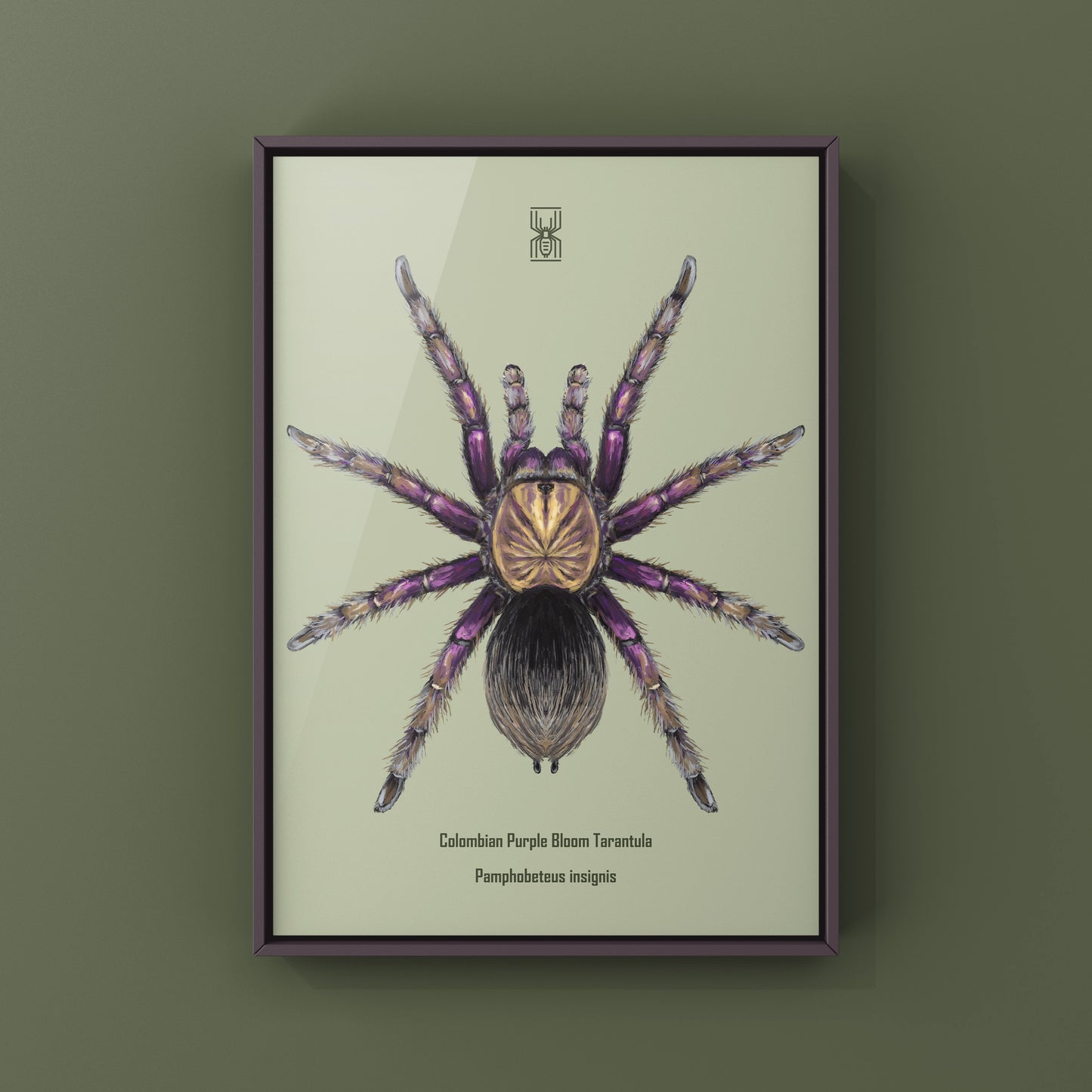 Colombian Purple Bloom Tarantula, Pamphobeteus Insignis, Photographic Art Print