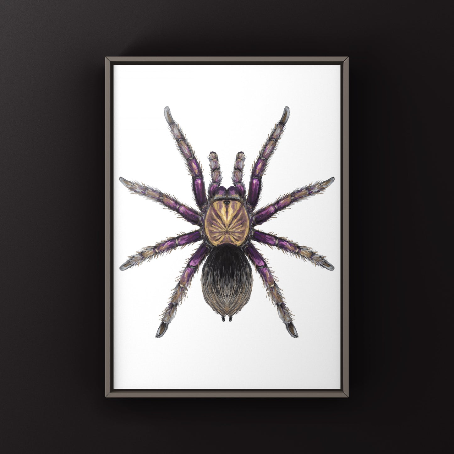 Colombian Purple Bloom Tarantula, Pamphobeteus Insignis, Photographic Art Print