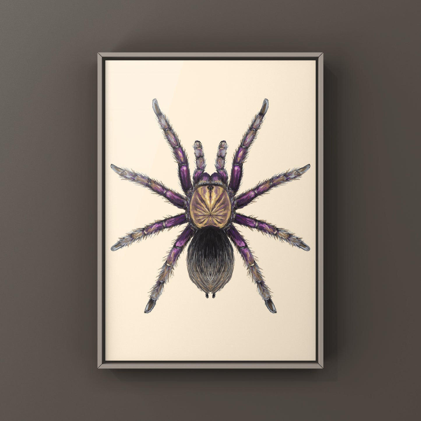 Colombian Purple Bloom Tarantula, Pamphobeteus Insignis, Photographic Art Print