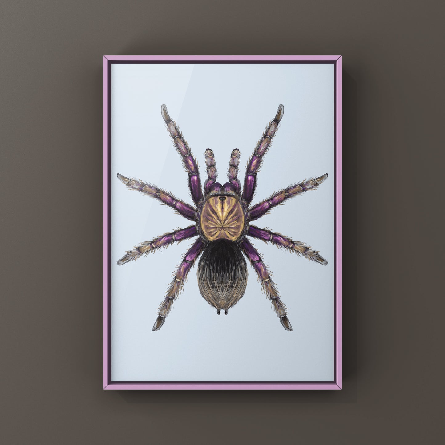 Colombian Purple Bloom Tarantula, Pamphobeteus Insignis, Photographic Art Print