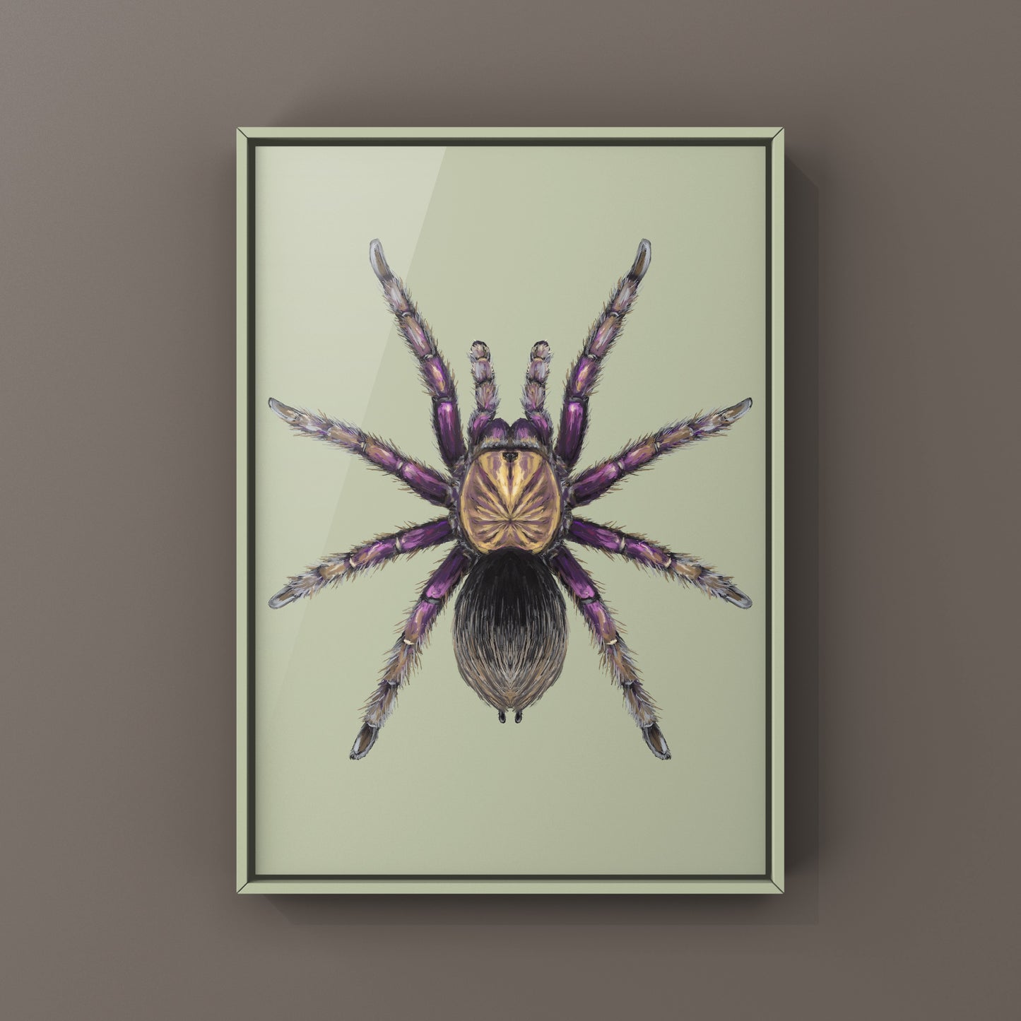 Colombian Purple Bloom Tarantula, Pamphobeteus Insignis, Photographic Art Print