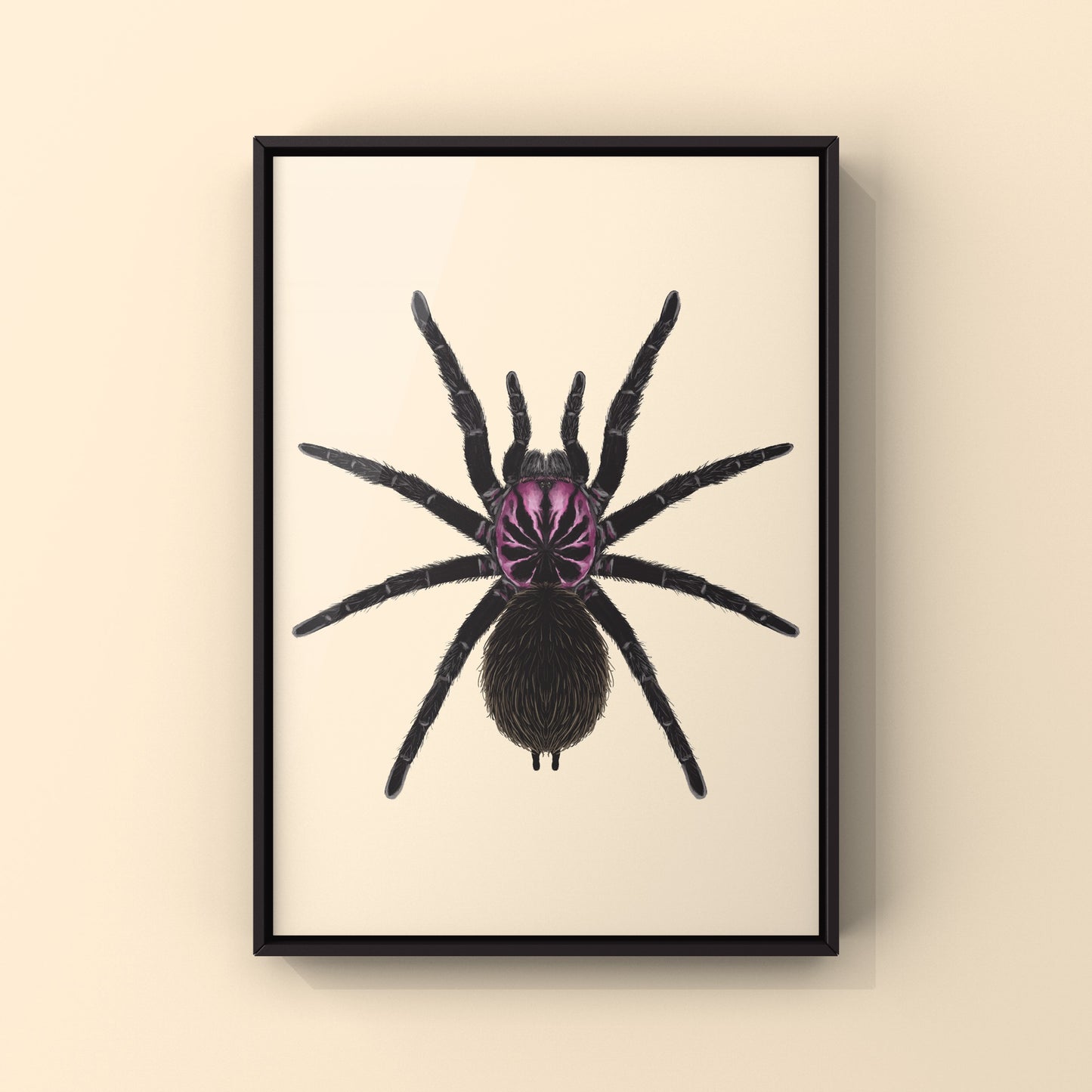 Colombian Lesser Black Tarantula, Xenesthis Immanis, Photographic Art Print