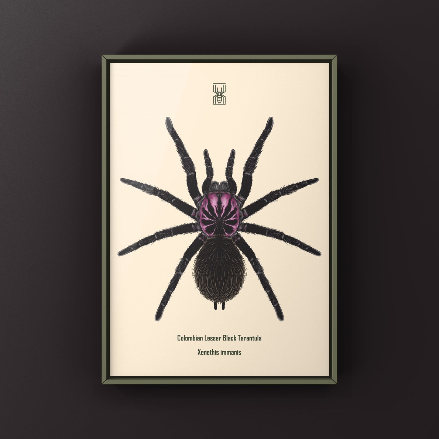 Colombian Lesser Black Tarantula, Xenesthis Immanis, Photographic Art Print