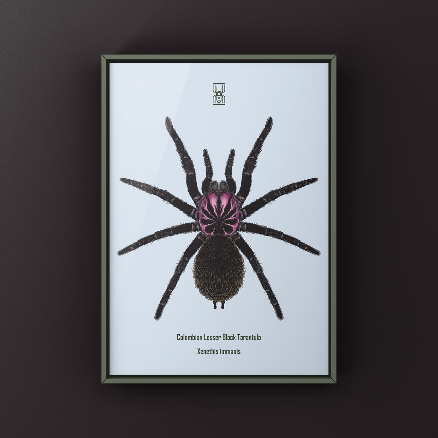 Colombian Lesser Black Tarantula, Xenesthis Immanis, Photographic Art Print