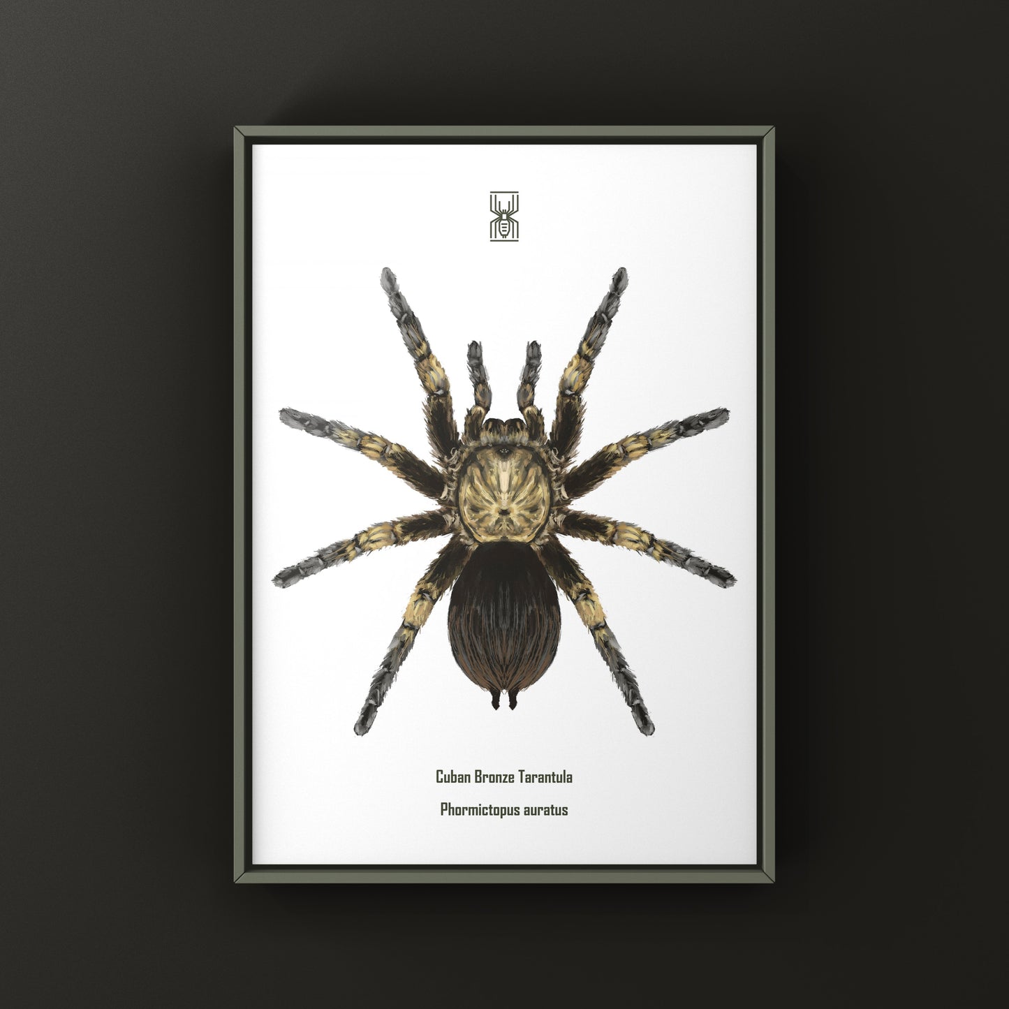 Cuban Bronze Tarantula, Phormictopus Auratus, Photographic Art Print