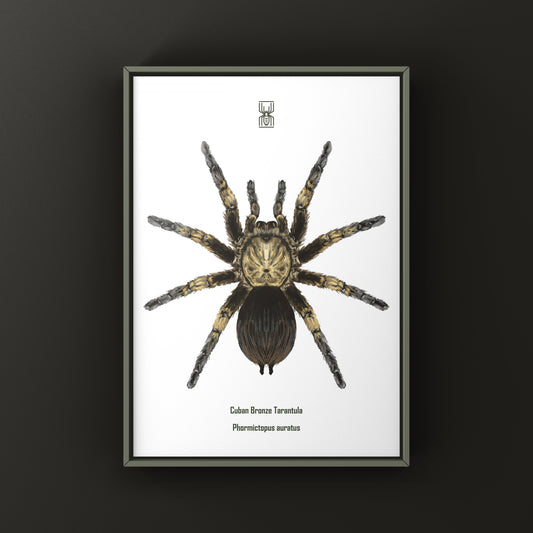 Cuban Bronze Tarantula, Phormictopus Auratus, Photographic Art Print