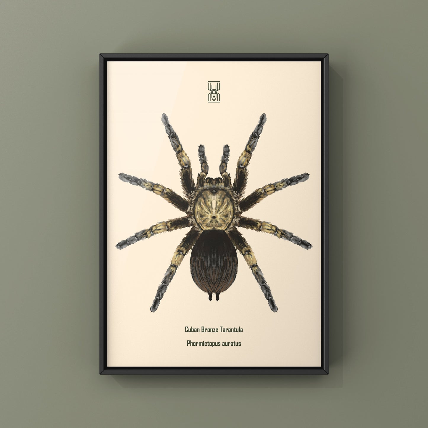 Cuban Bronze Tarantula, Phormictopus Auratus, Photographic Art Print