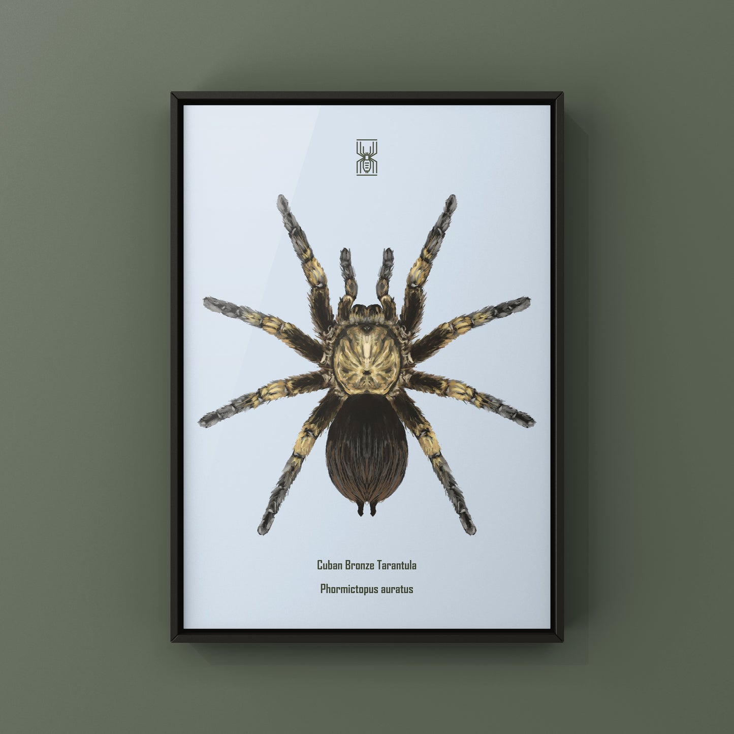 Cuban Bronze Tarantula, Phormictopus Auratus, Photographic Art Print