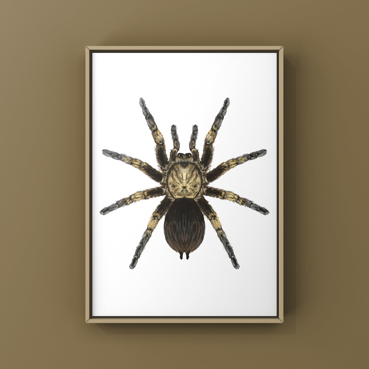 Cuban Bronze Tarantula, Phormictopus Auratus, Photographic Art Print