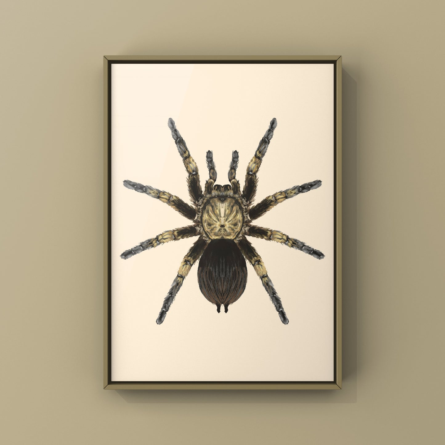 Cuban Bronze Tarantula, Phormictopus Auratus, Photographic Art Print