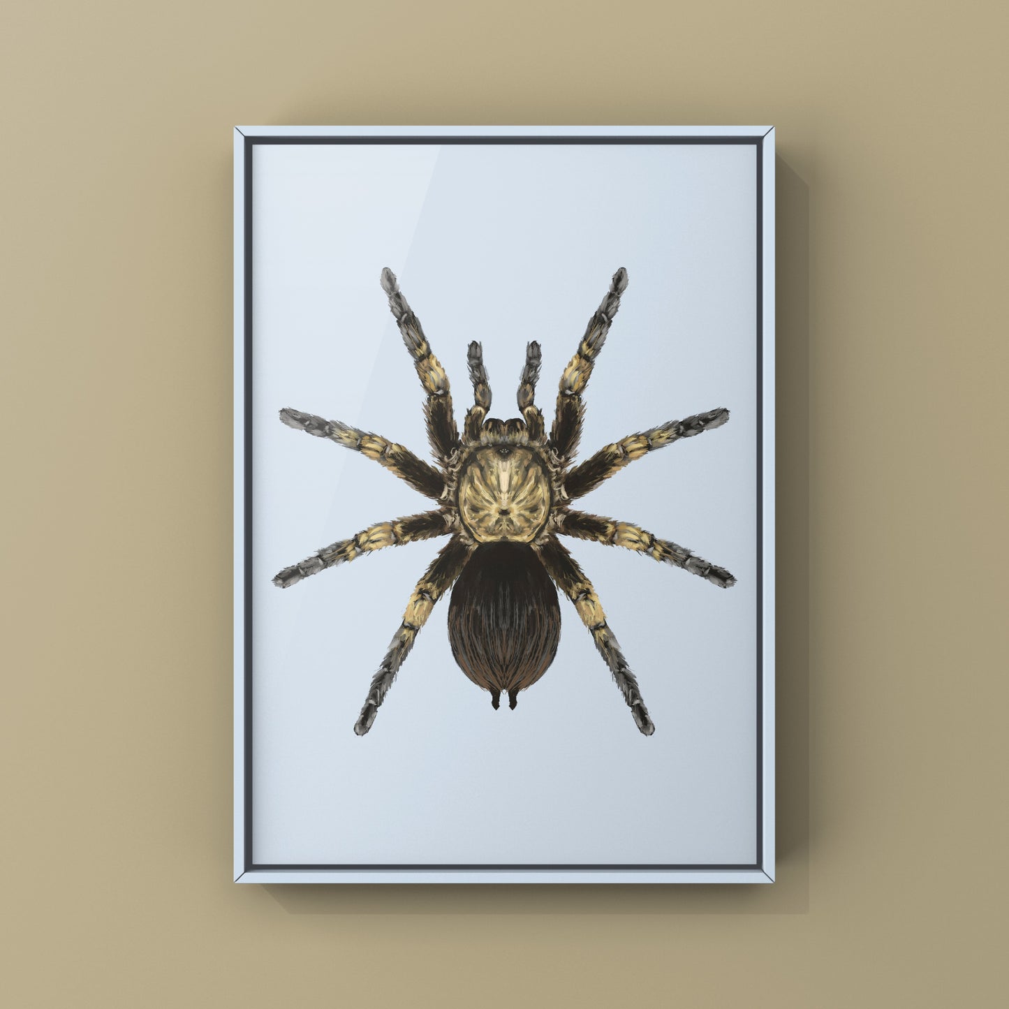 Cuban Bronze Tarantula, Phormictopus Auratus, Photographic Art Print