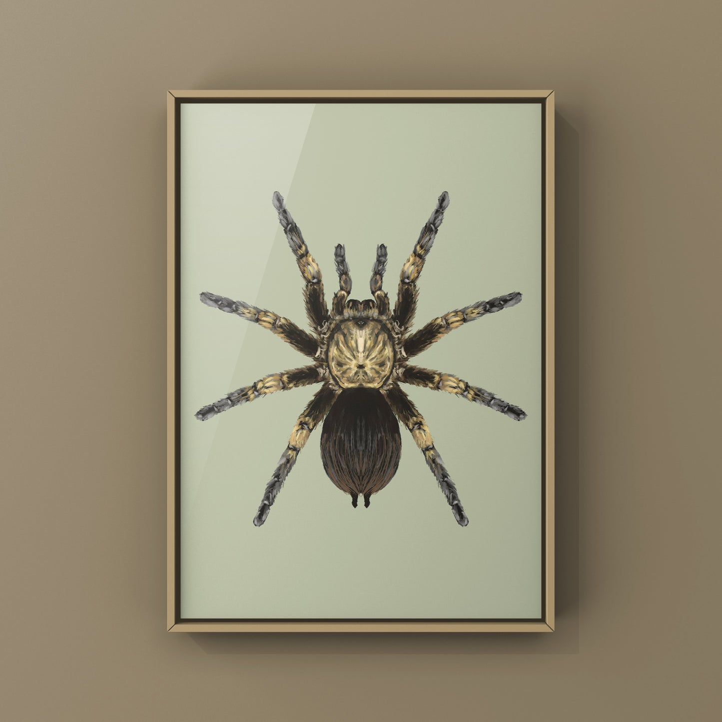 Cuban Bronze Tarantula, Phormictopus Auratus, Photographic Art Print