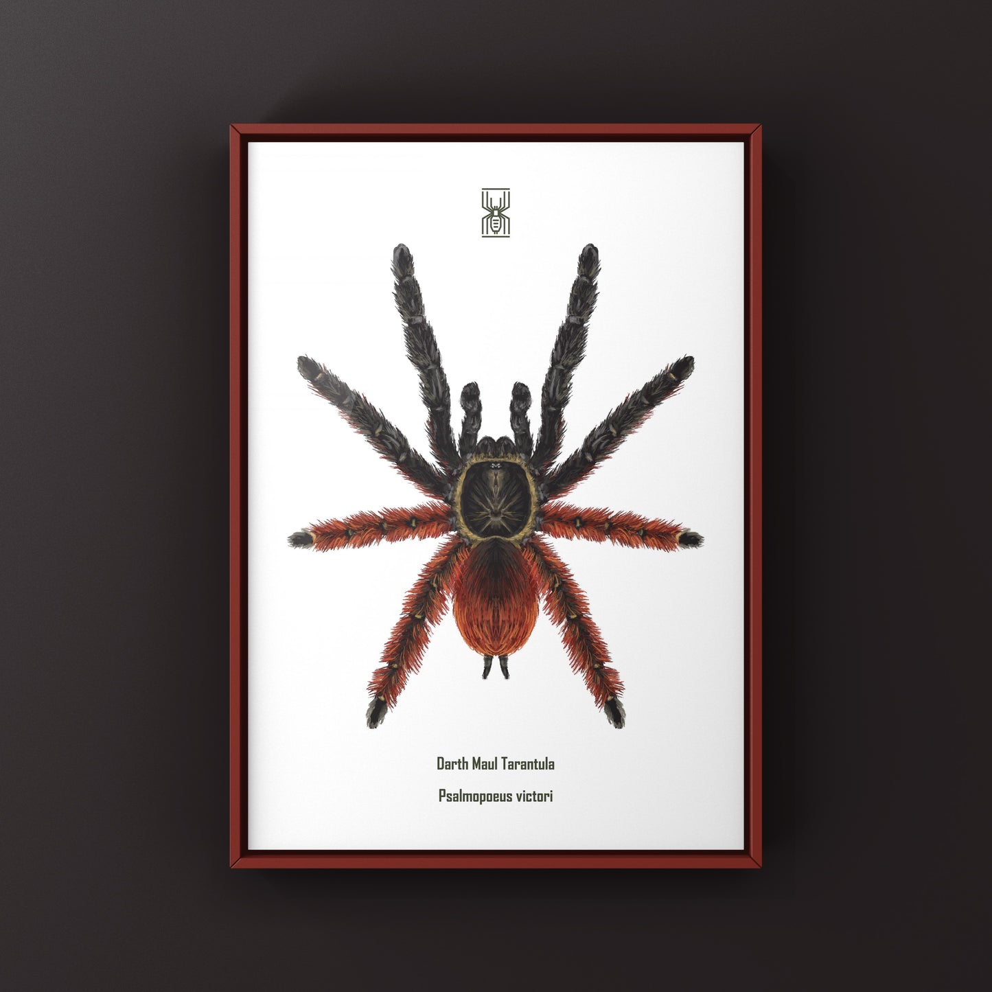 Darth Maul Tarantula, Psalmopoeus Victori, Photographic Art Print from The Silk Ranch
