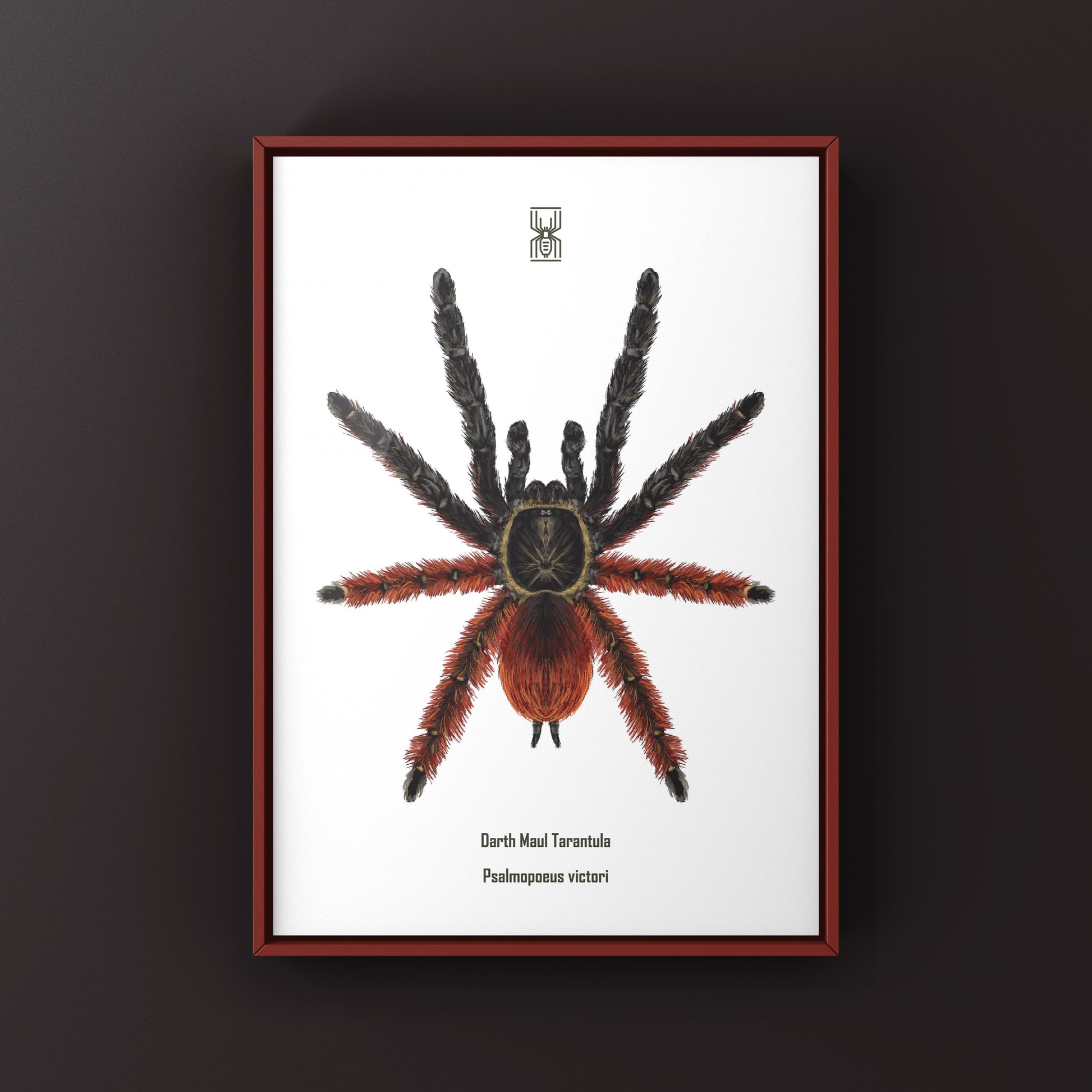 Darth Maul Tarantula, Psalmopoeus Victori, Photographic Art Print from The Silk Ranch
