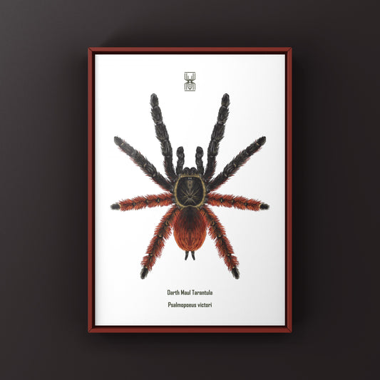 Darth Maul Tarantula, Psalmopoeus Victori, Photographic Art Print from The Silk Ranch