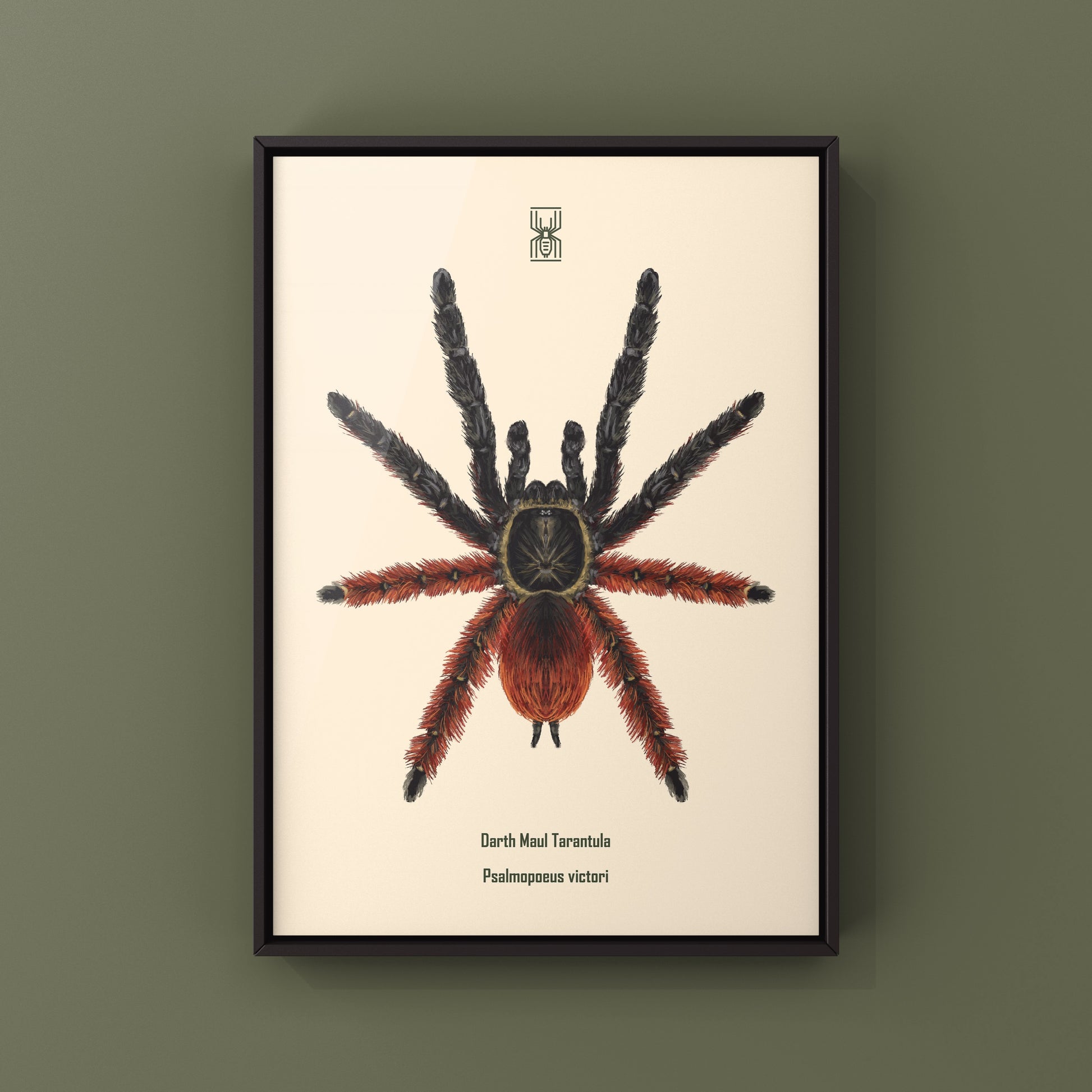 Darth Maul Tarantula, Psalmopoeus Victori, Photographic Art Print from The Silk Ranch