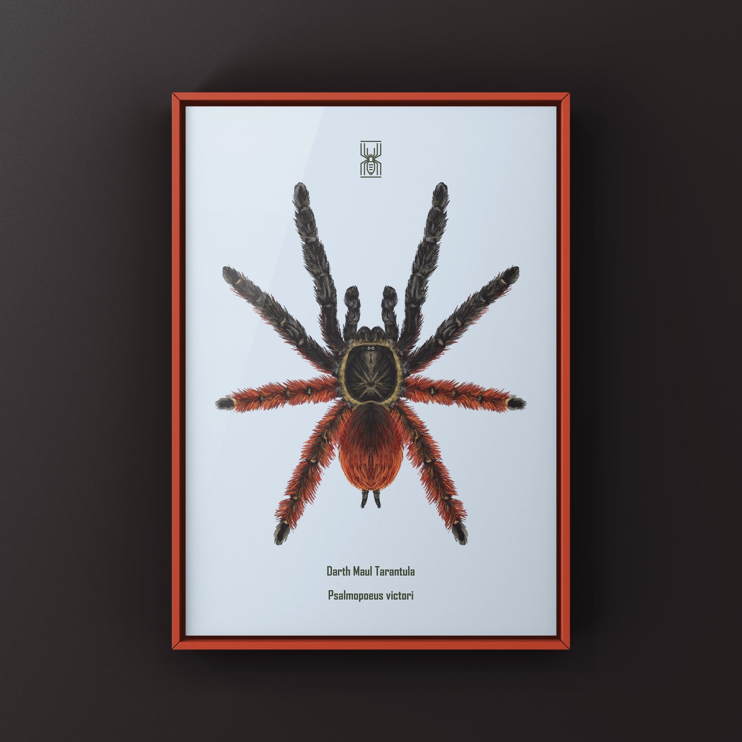 Darth Maul Tarantula, Psalmopoeus Victori, Photographic Art Print from The Silk Ranch