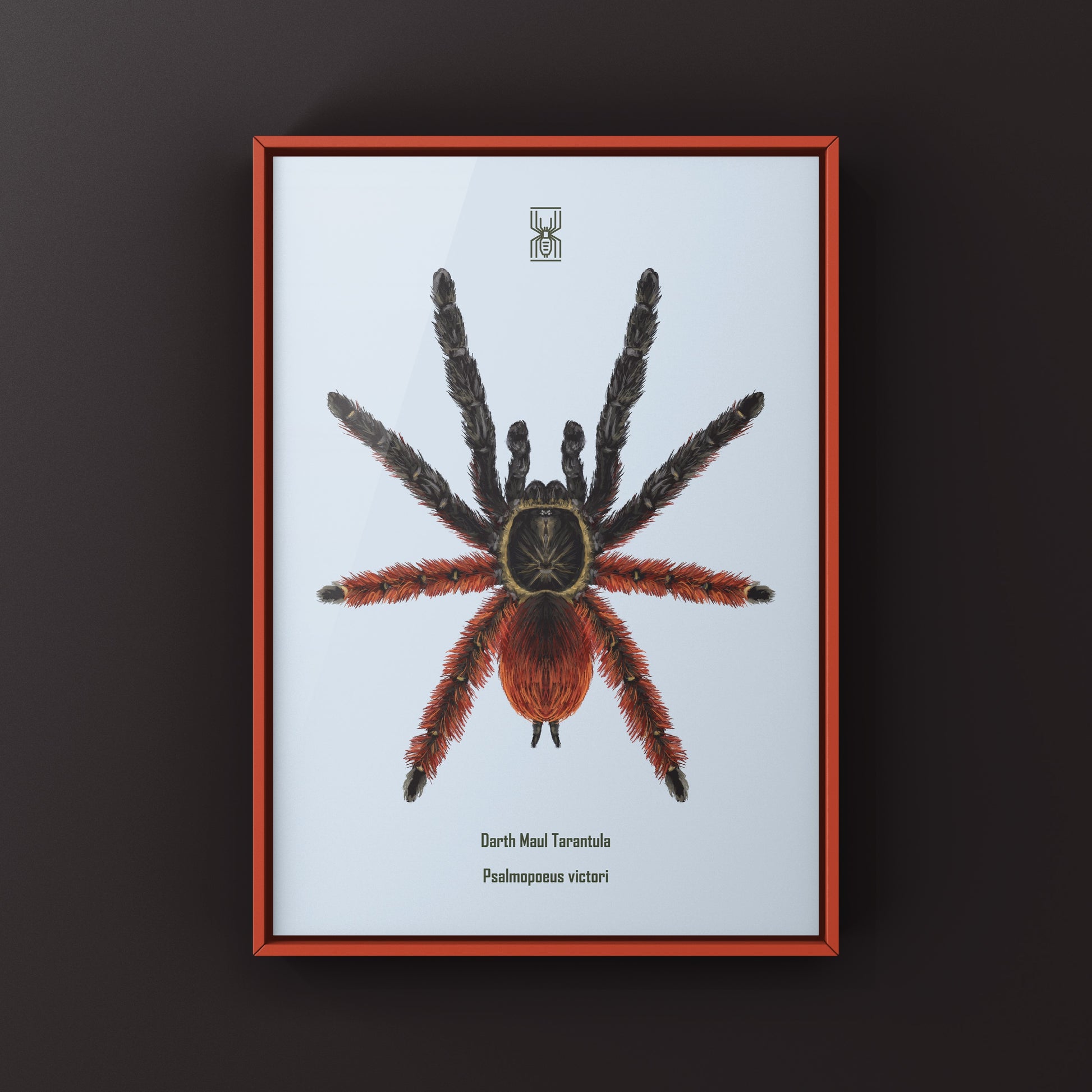 Darth Maul Tarantula, Psalmopoeus Victori, Photographic Art Print from The Silk Ranch