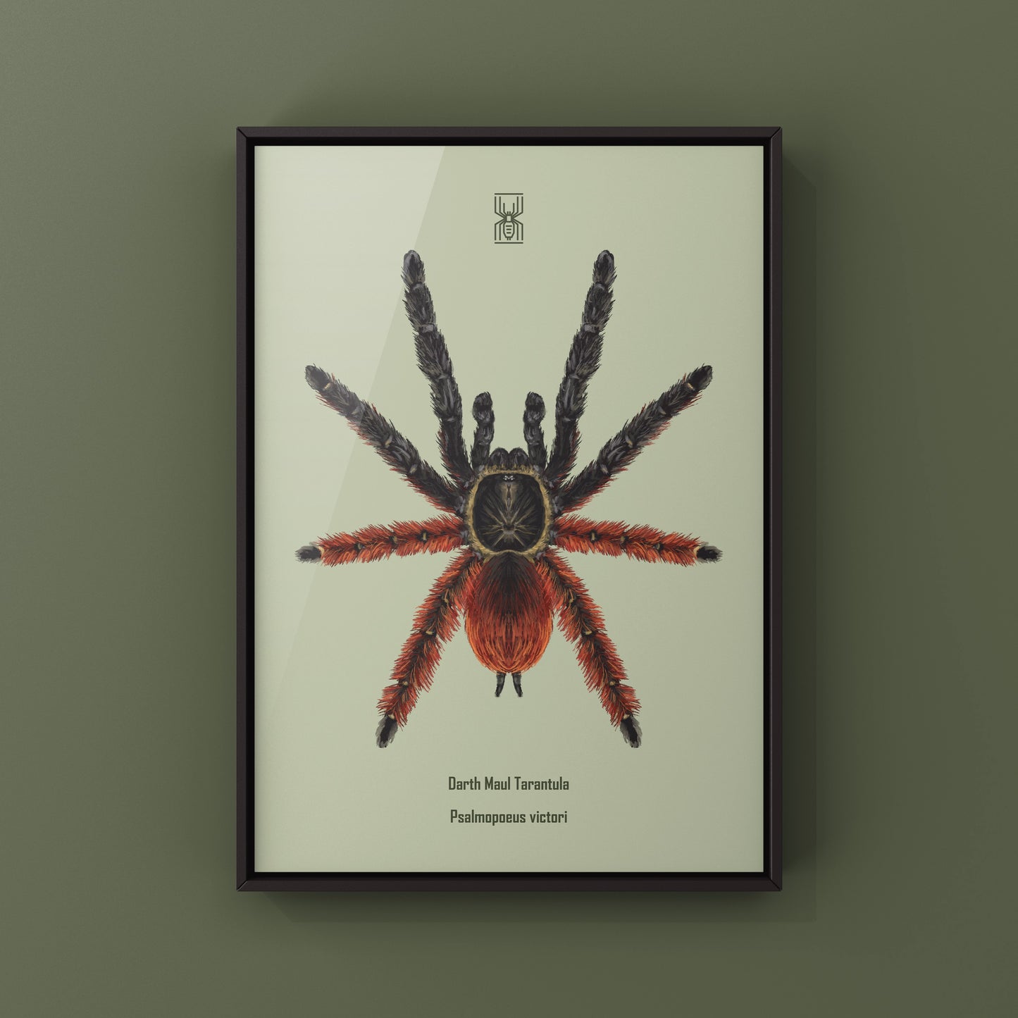 Darth Maul Tarantula, Psalmopoeus Victori, Photographic Art Print from The Silk Ranch