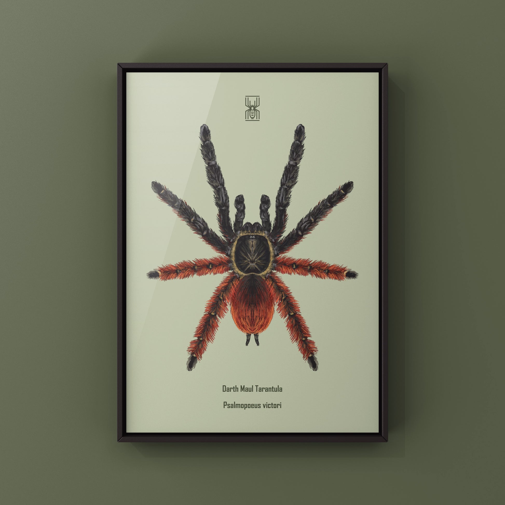 Darth Maul Tarantula, Psalmopoeus Victori, Photographic Art Print from The Silk Ranch