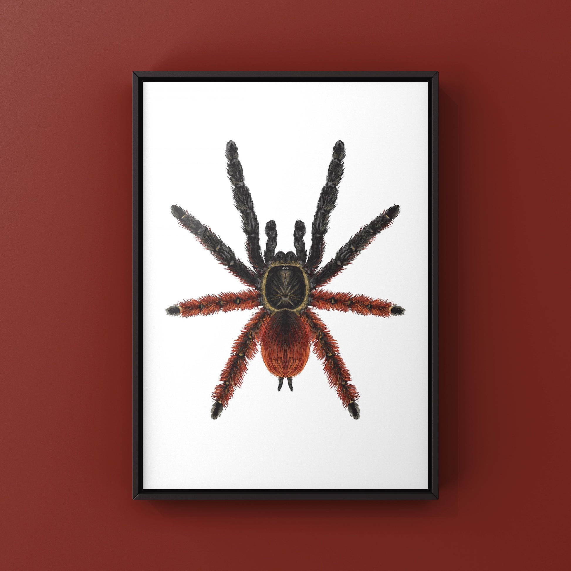 Darth Maul Tarantula, Psalmopoeus Victori, Photographic Art Print from The Silk Ranch