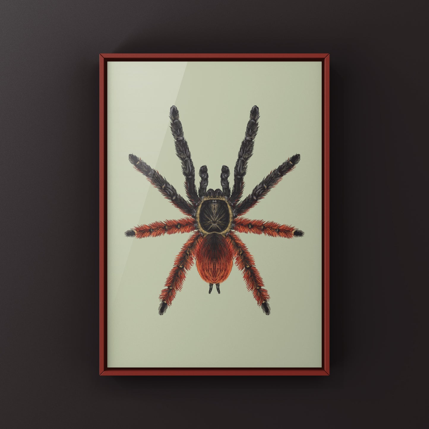 Darth Maul Tarantula, Psalmopoeus Victori, Photographic Art Print from The Silk Ranch