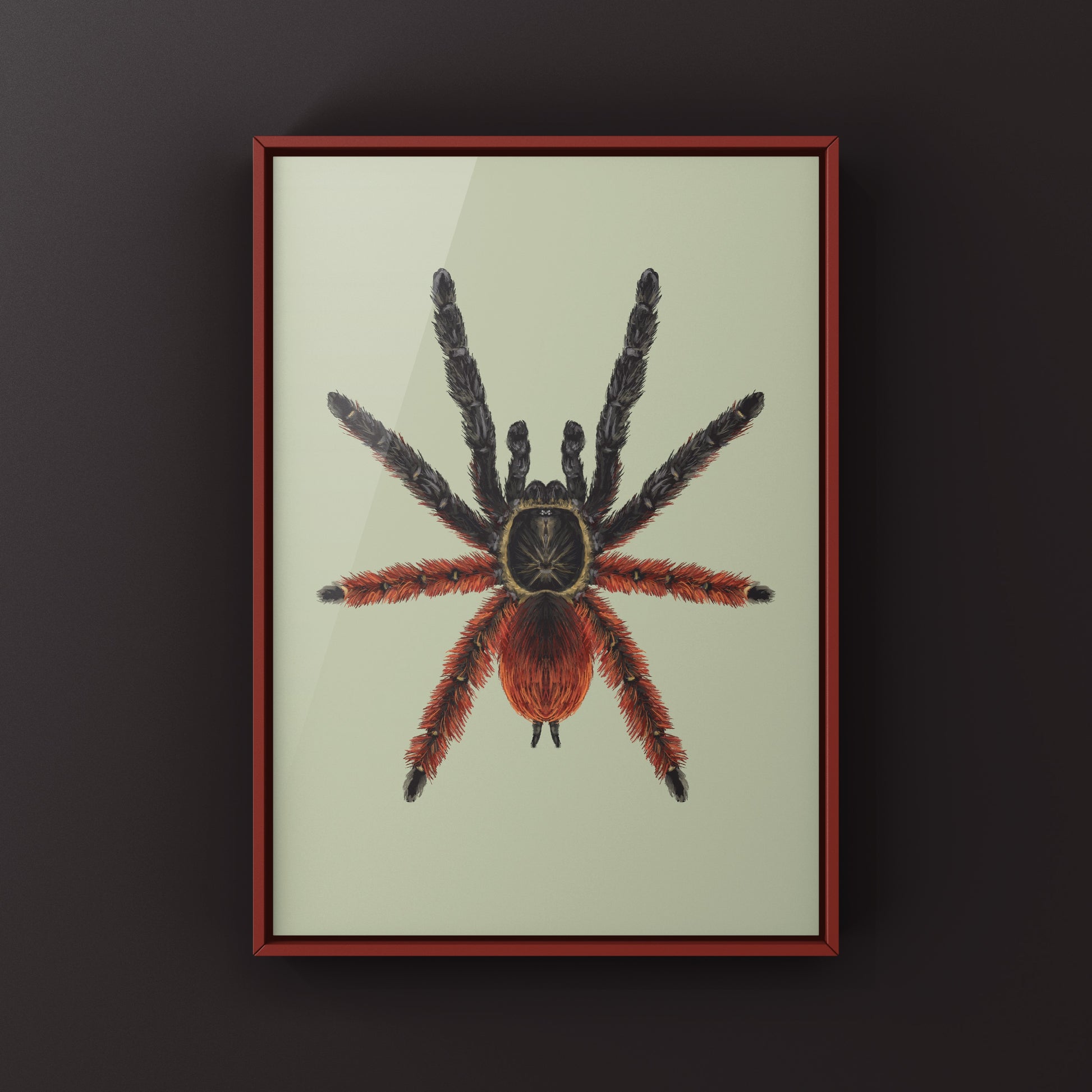Darth Maul Tarantula, Psalmopoeus Victori, Photographic Art Print from The Silk Ranch