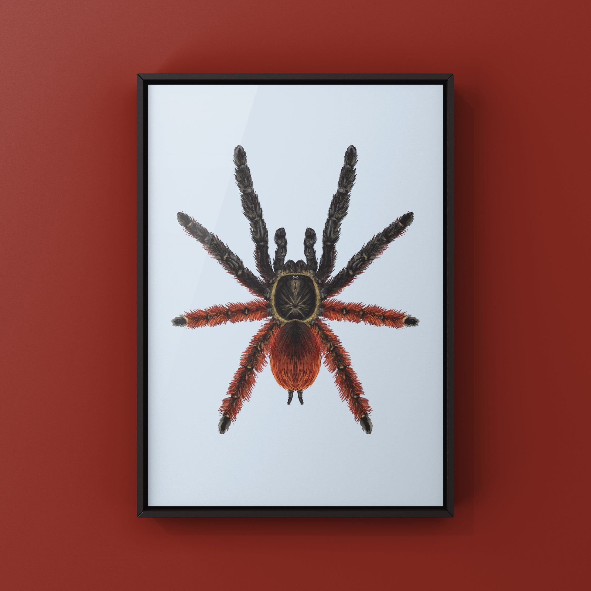 Darth Maul Tarantula, Psalmopoeus Victori, Photographic Art Print from The Silk Ranch