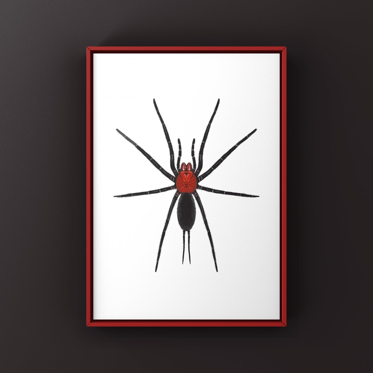 Devil’s Curtain Web Spider, Harmonicon Oiapoqueae, Photographic Art Print